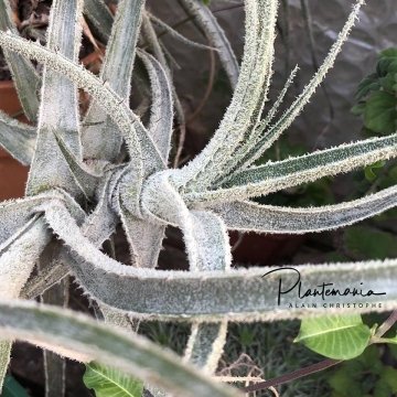 Puya laxa
