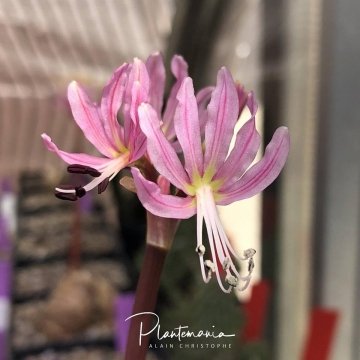 Brunsvigia namaquana