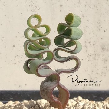 Trachyandra tortilis