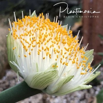 Haemanthus albiflos