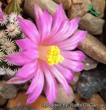 Mammillaria hernandezii