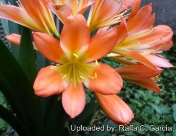 Clivia miniata