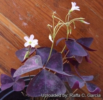 Oxalis triangularis