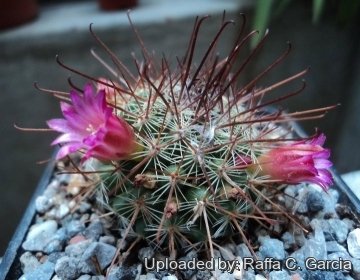 Mammillaria nunezii