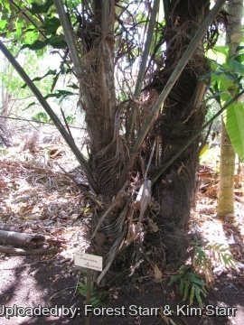Arenga undulatifolia
