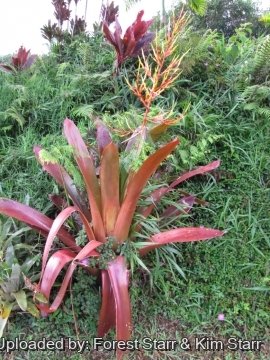 Aechmea blanchetiana