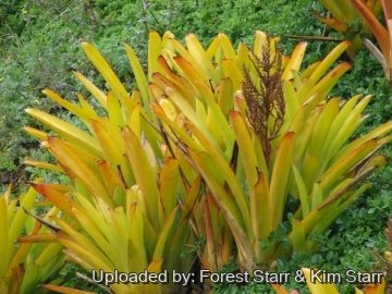 Aechmea blanchetiana