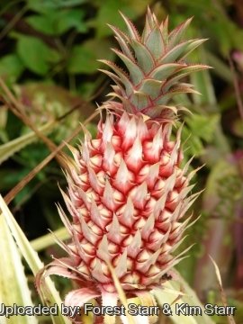 Ananas ananassoides