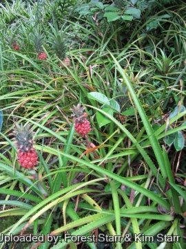 Ananas ananassoides var. nanus