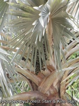 Bismarckia nobilis