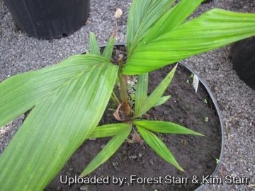 Calyptrocalyx hollrungii