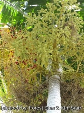 Carpentaria acuminata