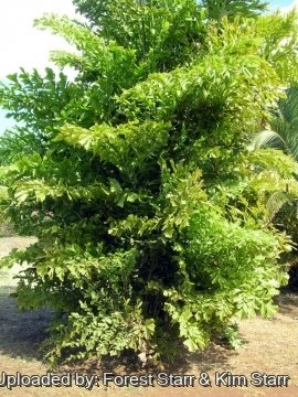 Caryota mitis