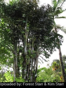 Caryota mitis