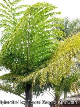 Caryota no