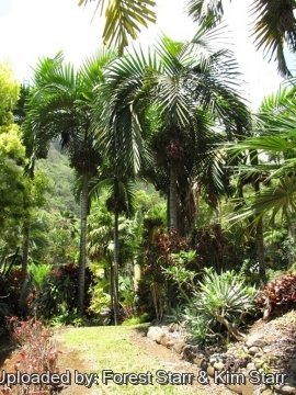 Chambeyronia macrocarpa