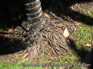 Chambeyronia macrocarpa