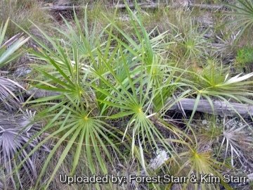Coccothrinax argentea