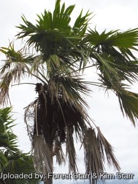 Coccothrinax barbadensis