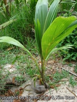 Cocos nucifera