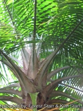 Ravenea rivularis