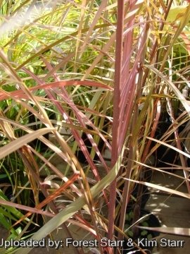Dypsis ambositrae