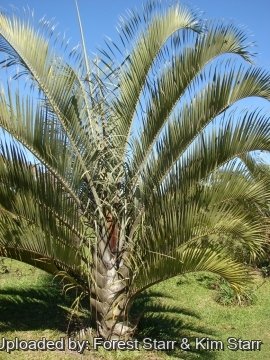 Dypsis decaryi