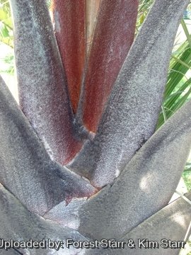 Dypsis decaryi