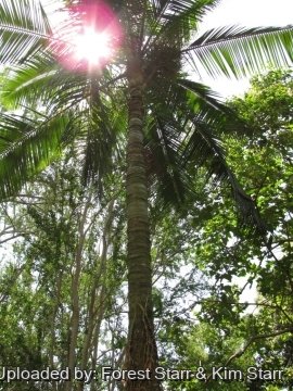 Dypsis leptocheilos
