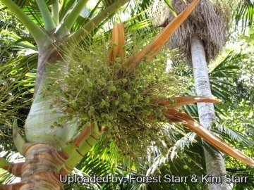 Hyophorbe lagenicaulis