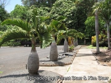 Hyophorbe lagenicaulis