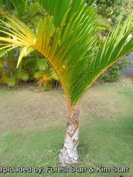 Hyophorbe verschaffeltii