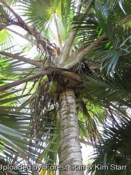 Latania verschaffeltii