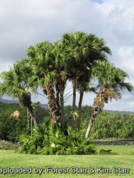 Livistona chinensis