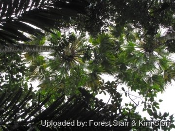 Saribus rotundifolius