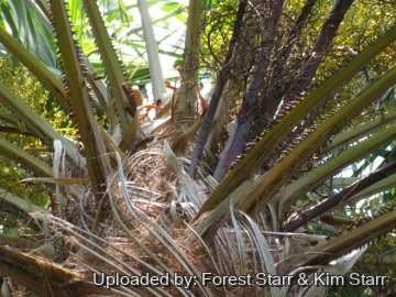 Saribus rotundifolius