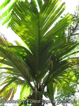 Pelagodoxa henryana