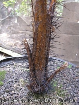 Phoenicophorium borsigianum