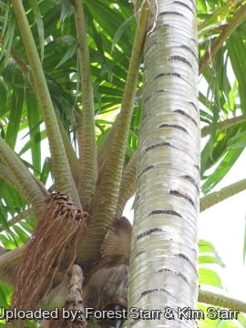 Pigafetta filaris