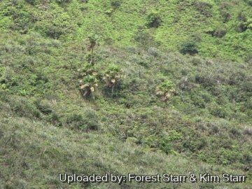 Pritchardia forbesiana