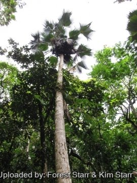 Pritchardia forbesiana