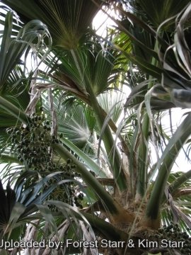 Pritchardia kaalae