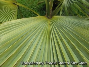 Pritchardia mitiaroana