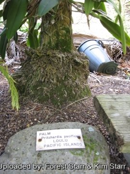 Pritchardia pacifica