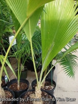 Pritchardia pacifica