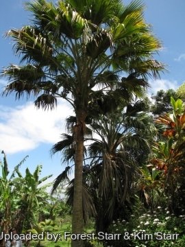 Pritchardia schattaueri