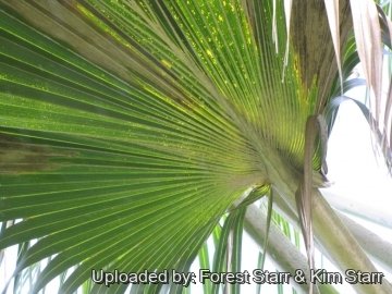 Pritchardia schattaueri