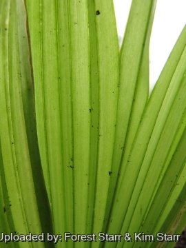 Pritchardia woodii