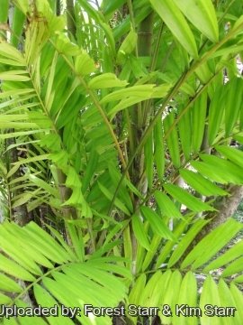 Ptychosperma macarthurii