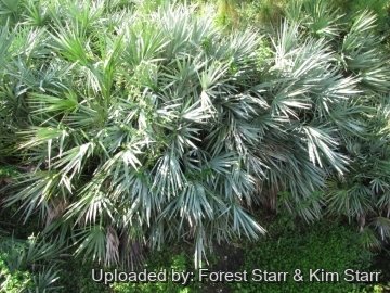 Serenoa repens f. glauca